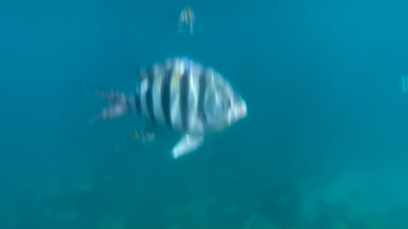 Striped fish swimming in Bermuda’s blue water