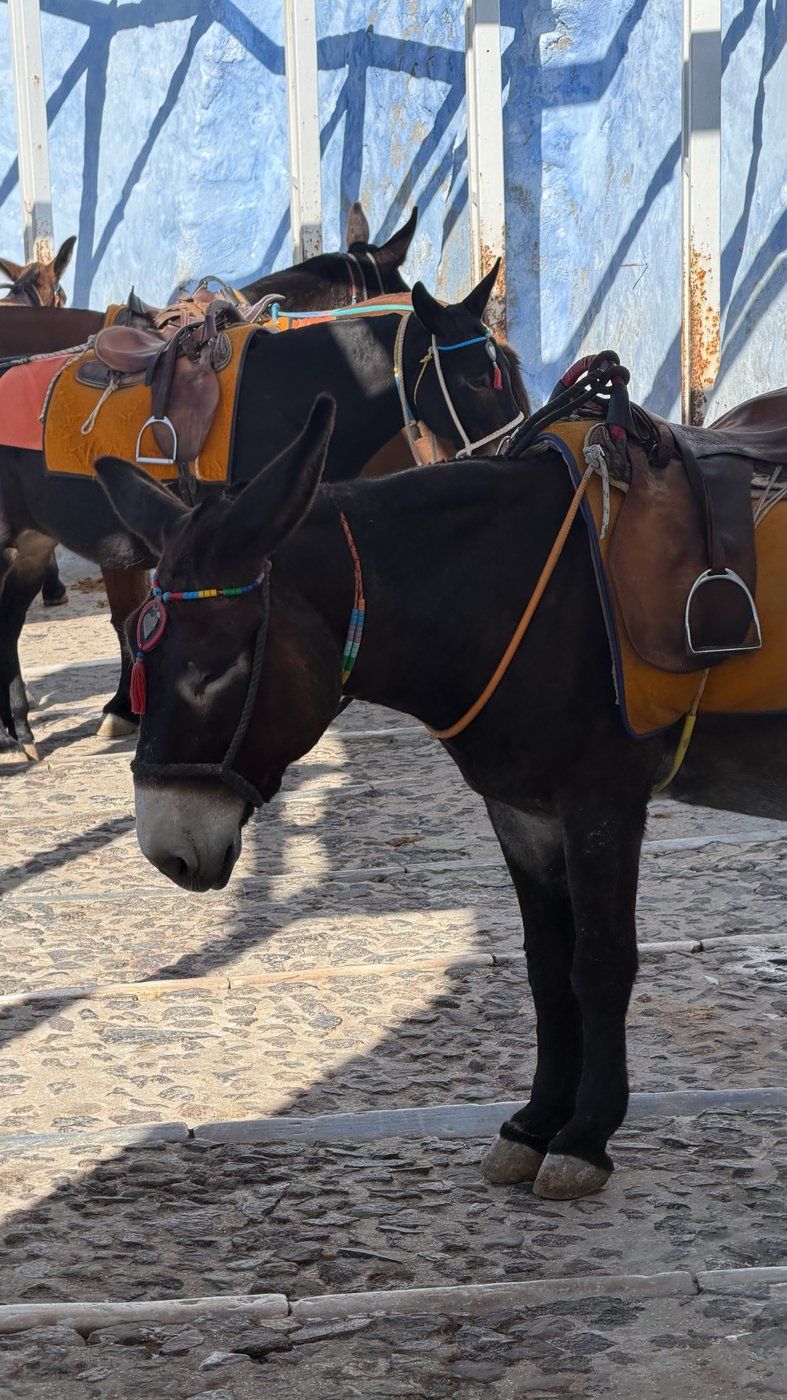 Donkeys on the steps in Santorini